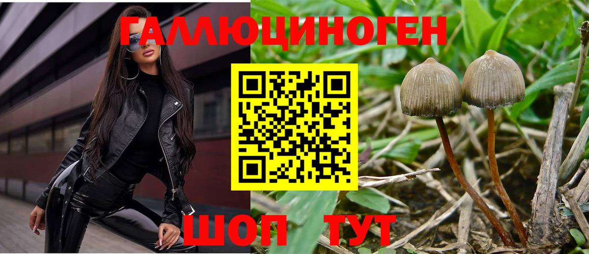 закладка  Псилоцибиновые грибы мицелий  Псилоцибиновые грибы MAGIC MUSHROOMS  Вход с VPN  Светлоград 